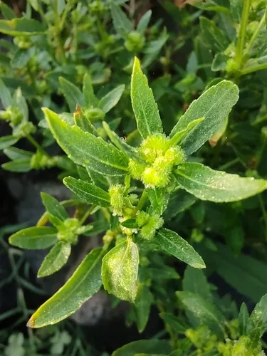 Hairy-fruit Spurge — photo by Pável Pérez