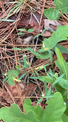 Curtis' Spurge — photo by whitenuthatch