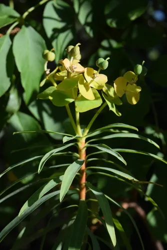 Tree Spurge — photo by Giovanni Perico