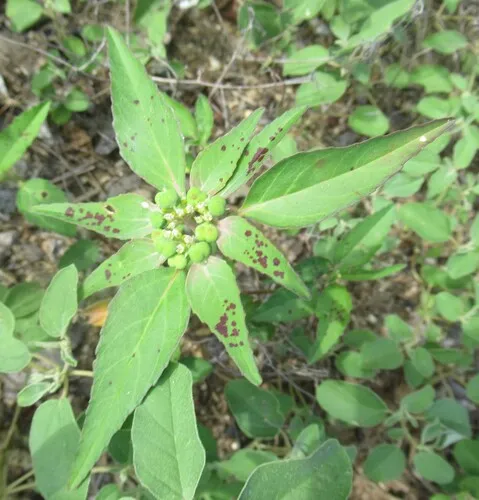 Toothed Spurge — photo by Linda Jo Conn