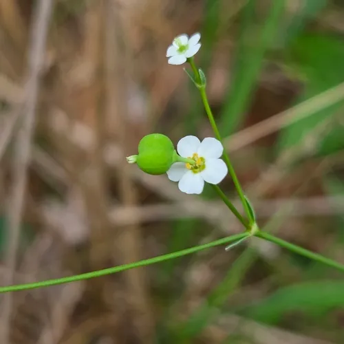 Summer Spurge — photo by David Willis
