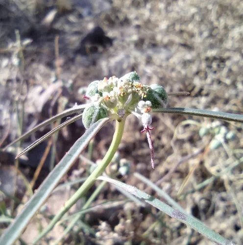 Beetle Spurge