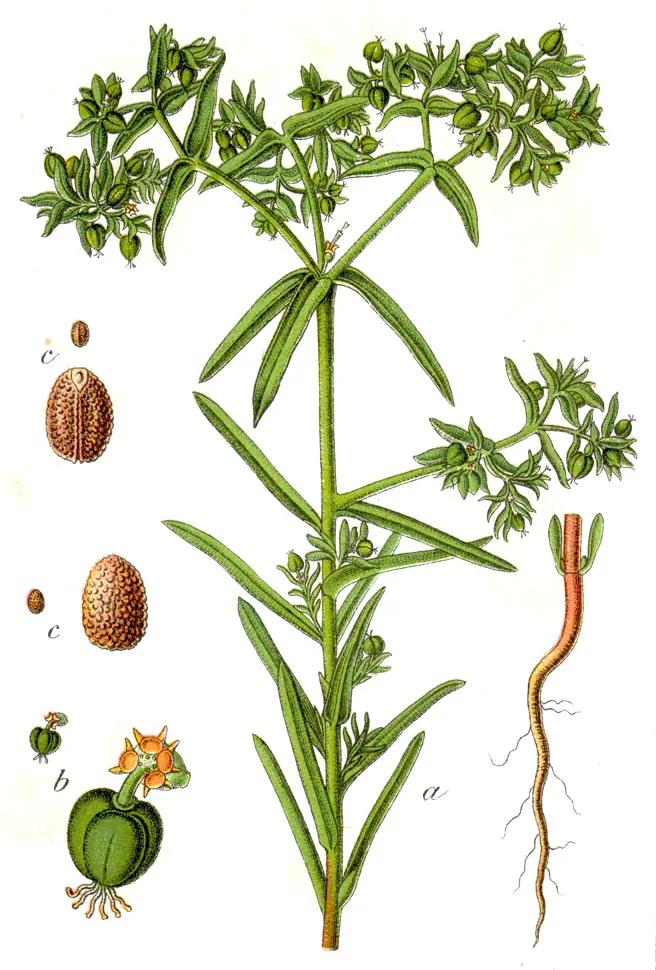 Dwarf Spurge — photo by Johann Georg Sturm (Painter: Jacob Sturm )