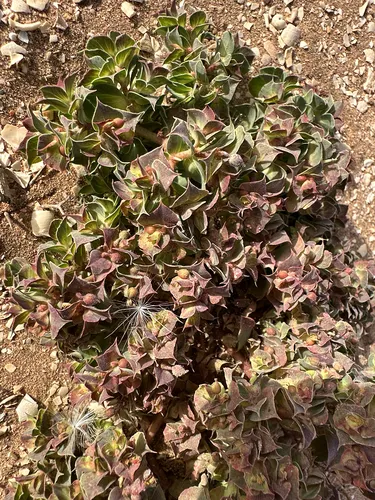 Sickle Spurge — photo by Bargache