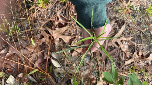Greater Florida Spurge — photo by jpbralley