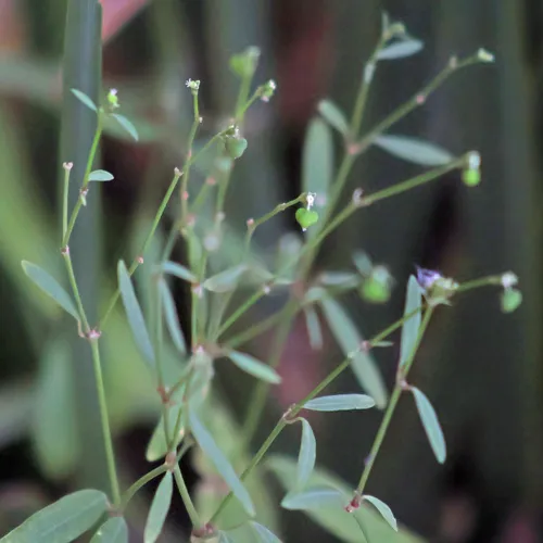 Grassleaf Spurge — photo by Marco Polo amarillas vargas