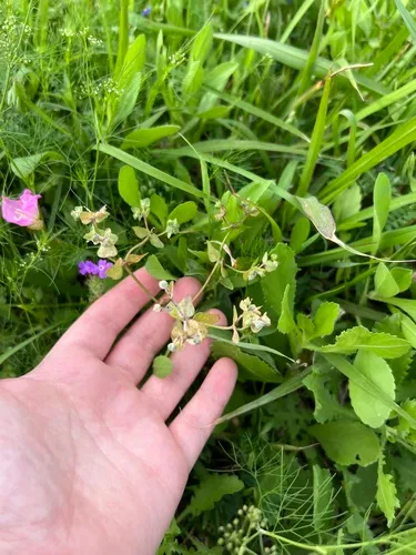 Heller's Spurge — photo by Jared Shorma