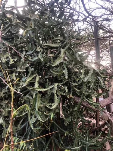 Mottled Spurge — photo by lionel