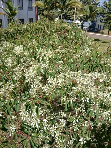 Pascuita — photo by SABRINA FRANCISCA DE ASSIS RAMOS
