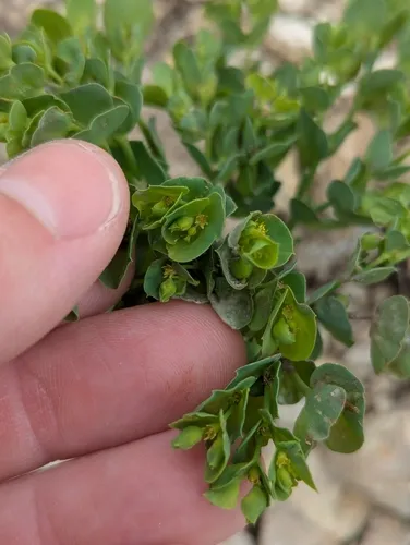 Wedgeleaf Spurge — photo by 🌱 Aaron Lincoln 🌱