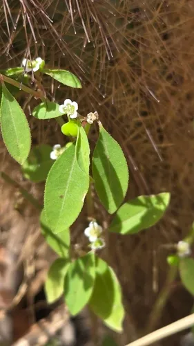 Huachuca Mountain Spurge — photo by chavivis_he