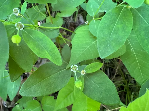 Mercury Spurge — photo by Shelby Lyn Sanders