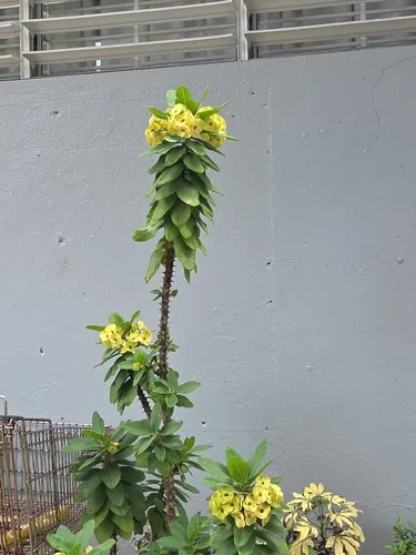 Christplant — photo by gadieljf