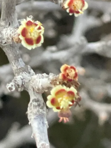 Cliff Spurge — photo by Alma Delia Giles Guzmán
