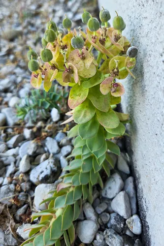 Myrtle Spurge — photo by Martin A. Prinz