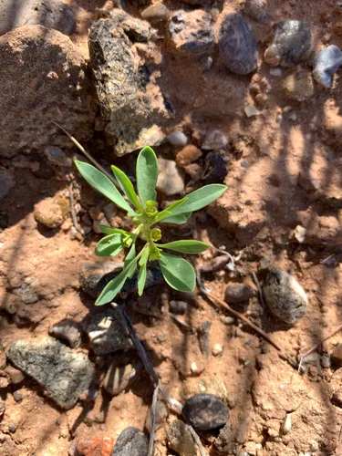 Paria Spurge — photo by Sequoia Janirella Wrens