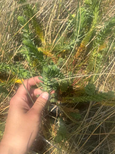 Sea Spurge — photo by Iona Cowell
