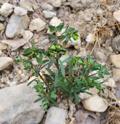 Low Spurge — photo by Eric Keith