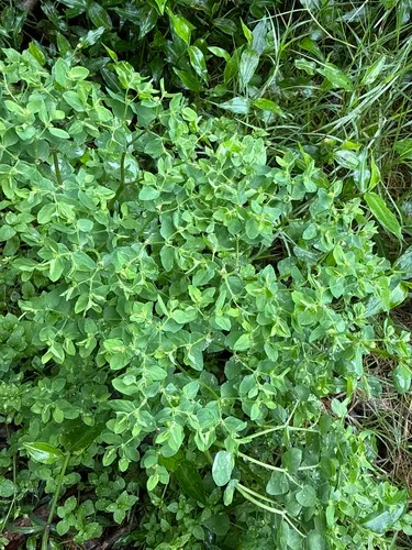 Petty Spurge — photo by tyra_shoulder