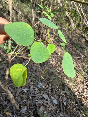 Manchineel Berry — photo by Omar Monzon Carmona
