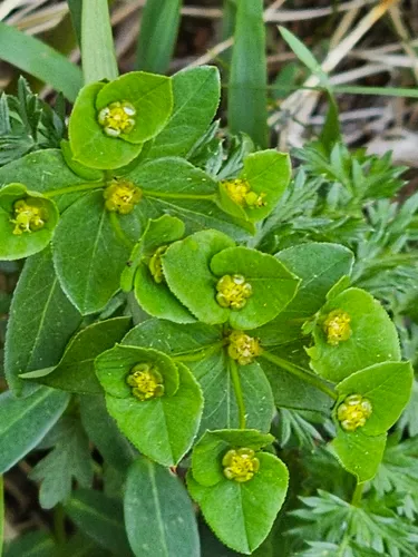 Broadleaf Spurge — photo by bernardwieser