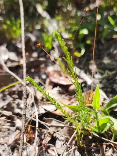 Lesser Florida Spurge — photo by dakoda