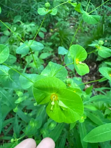 Darlington's Glade Spurge — photo by Margaret Woodbridge