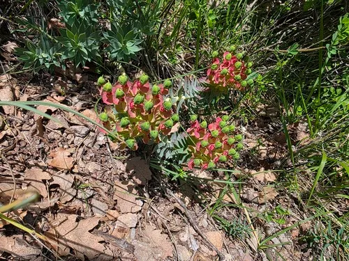 Upright Myrtle Spurge — photo by Дмитрий Епихин