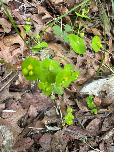 Roemer's Spurge — photo by alyse925