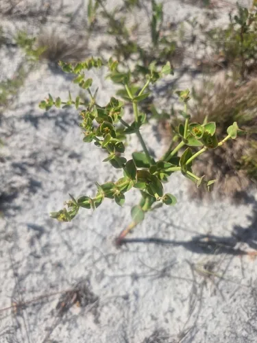 Scrub Spurge — photo by Melissa Hoffman