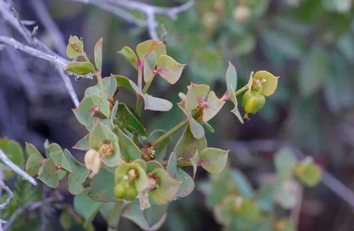 Mojave Spurge — photo by mikeburchett