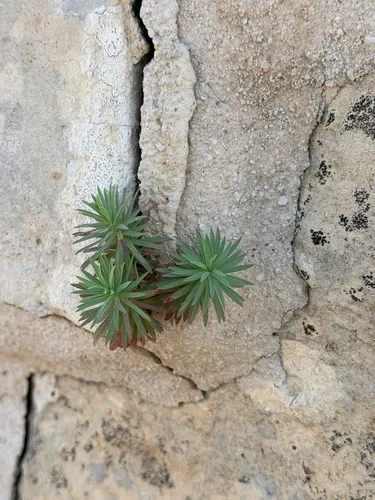 Grainfield Spurge — photo by novvictan