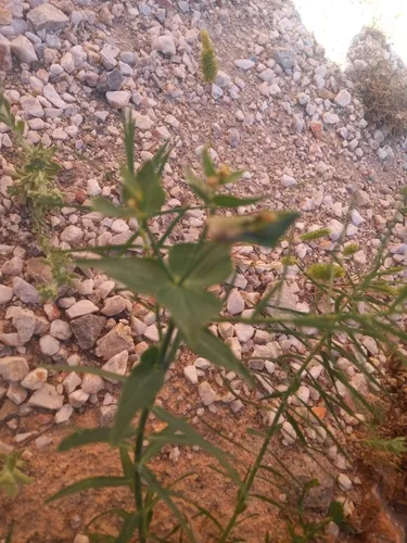 Serrate Spurge — photo by sofitoo