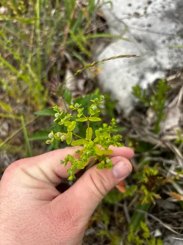 Warty Spurge