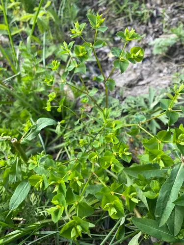 Upright Spurge — photo by Наталья Пикалова