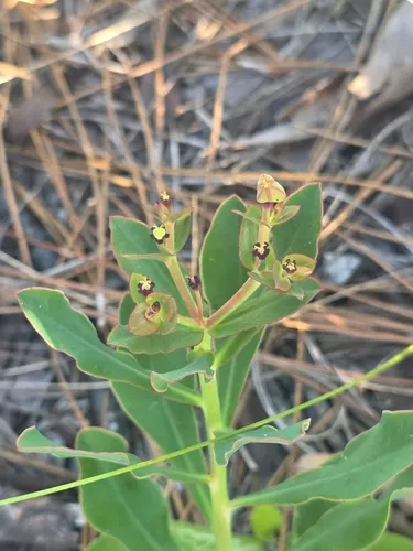Telephus Spurge — photo by Scott Allen Davis