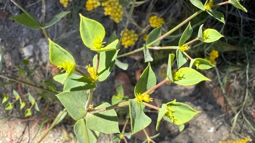 Geraldton Carnation Weed — photo by Isabel Rubio