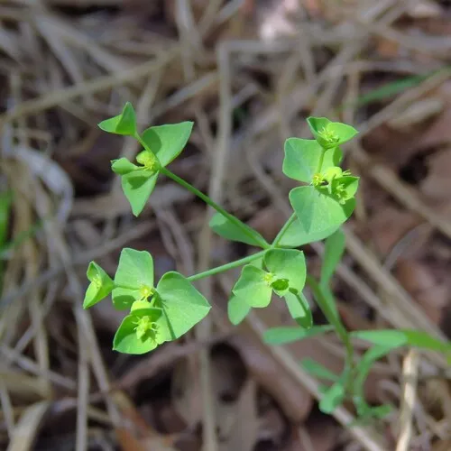 Weak Spurge — photo by Annika Lindqvist