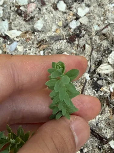 Sanddune Spurge — photo by Andres Vila