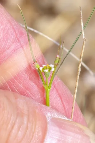 Wright's Spurge — photo by Michelle W. (鍾偉瑋)
