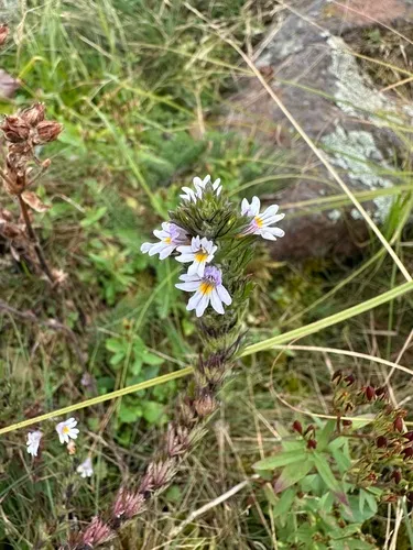 Hudson Bay Eyebright