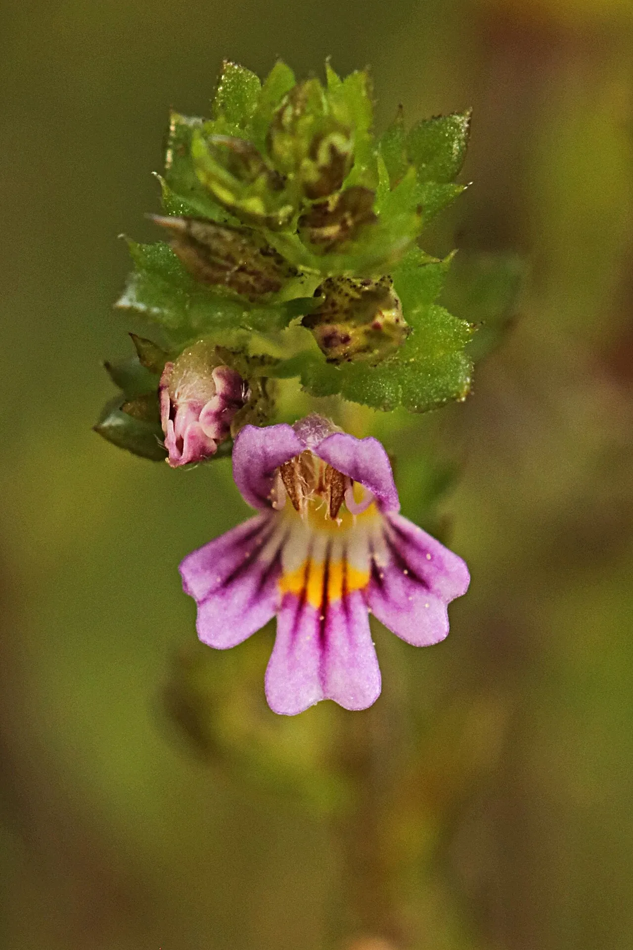 Northern Eyebright — photo by Knud Knudsen, Species recordings from the Danish National portal Arter.dk (Pr…