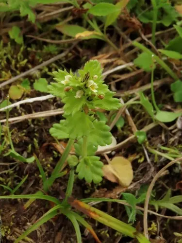 Subalpine Eyebright — photo by rolandwirth