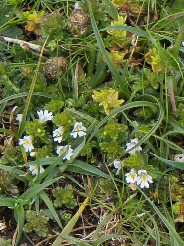 Common Eyebright