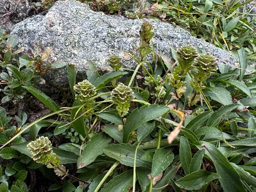 Oakes' Eyebright