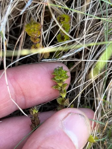 Small Eyebright