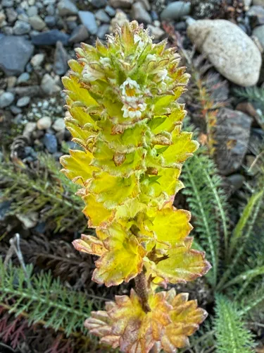 Arctic Eyebright