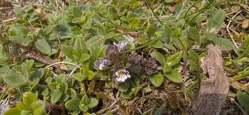 Maritime Eyebright — photo by Barry Stewart