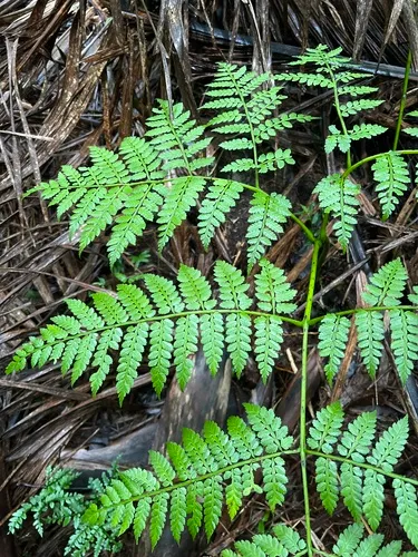 Smooth Potato Fern — photo by Susan Fawcett