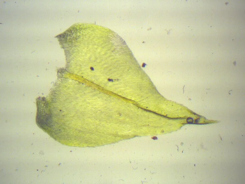 Eurhynchium Moss